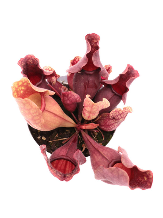 Sarracenia purpurea ssp. venous "All red"