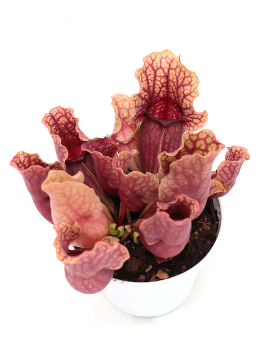 FRISCHE SAMEN von SARRACENIA PURPUREA SSP. VENOSA