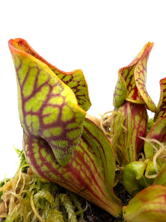 Sarracenia purpurea ssp. venosa var. montana PV19C MK x KPC
