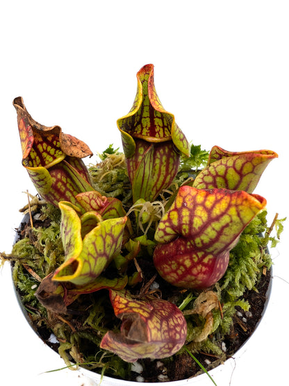 Sarracenia purpurea ssp. venosa var. montana  PV19C MK x KPC