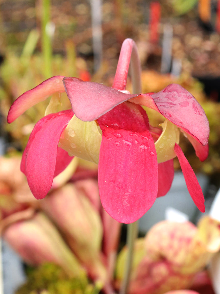 PV2 GC  Sarracenia purpurea ssp. venosa "Giant"