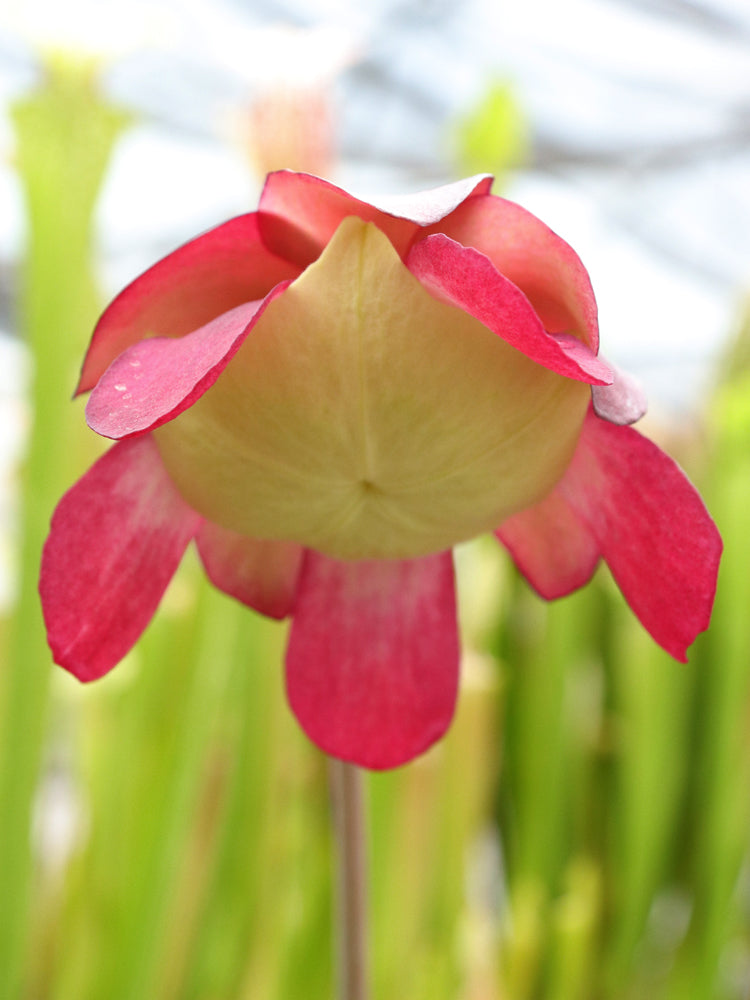 PV2 GC  Sarracenia purpurea ssp. venosa "Giant"
