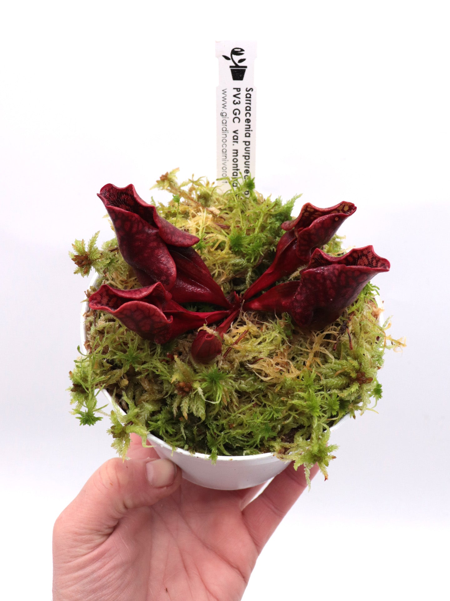 PV3 GC  Sarracenia purpurea ssp. venosa var. montana "Red"