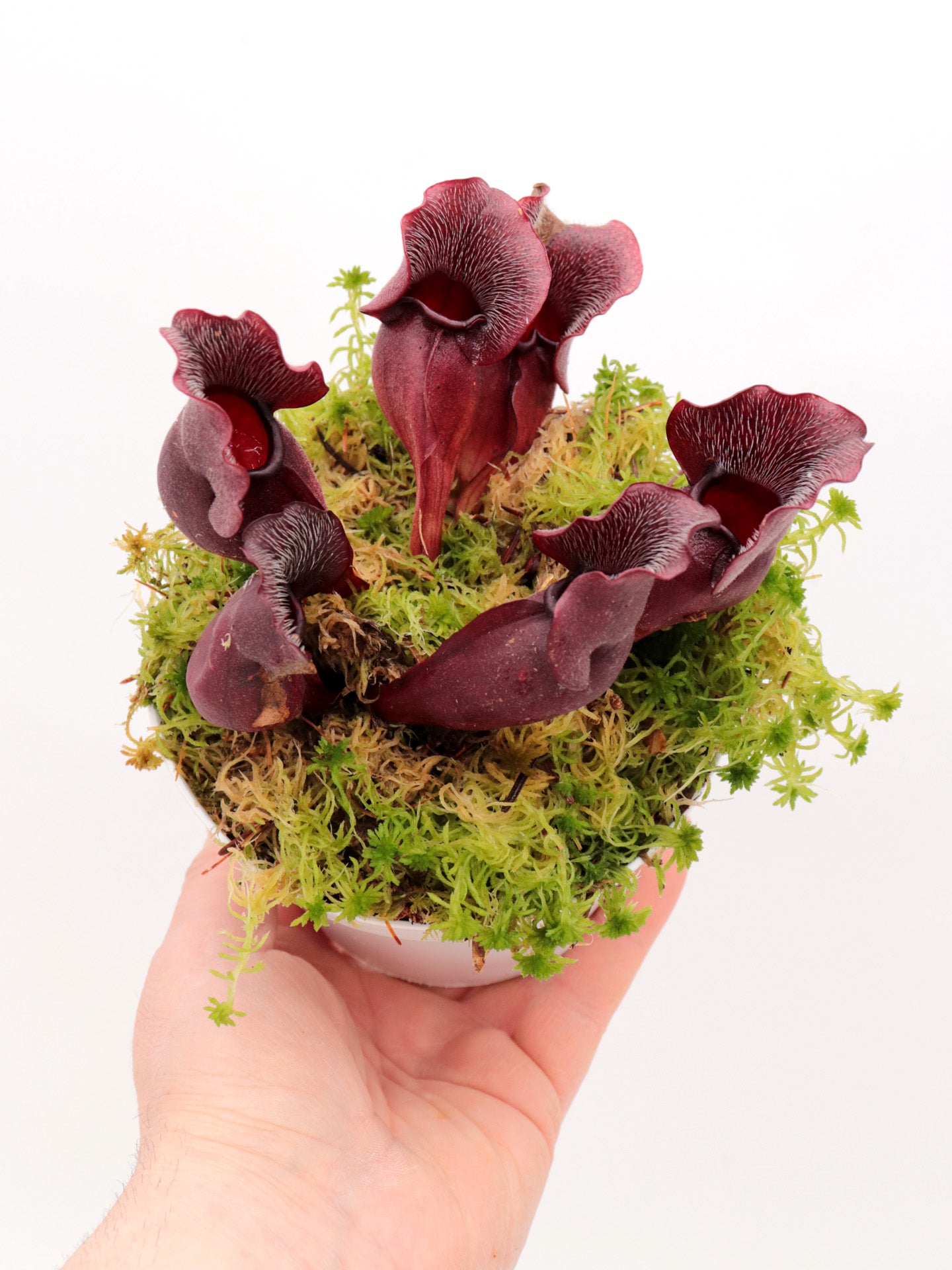 PV9 GC Sarracenia purpurea ssp. venosa "Buddha Belly Seedgrow GC SELECTION"
