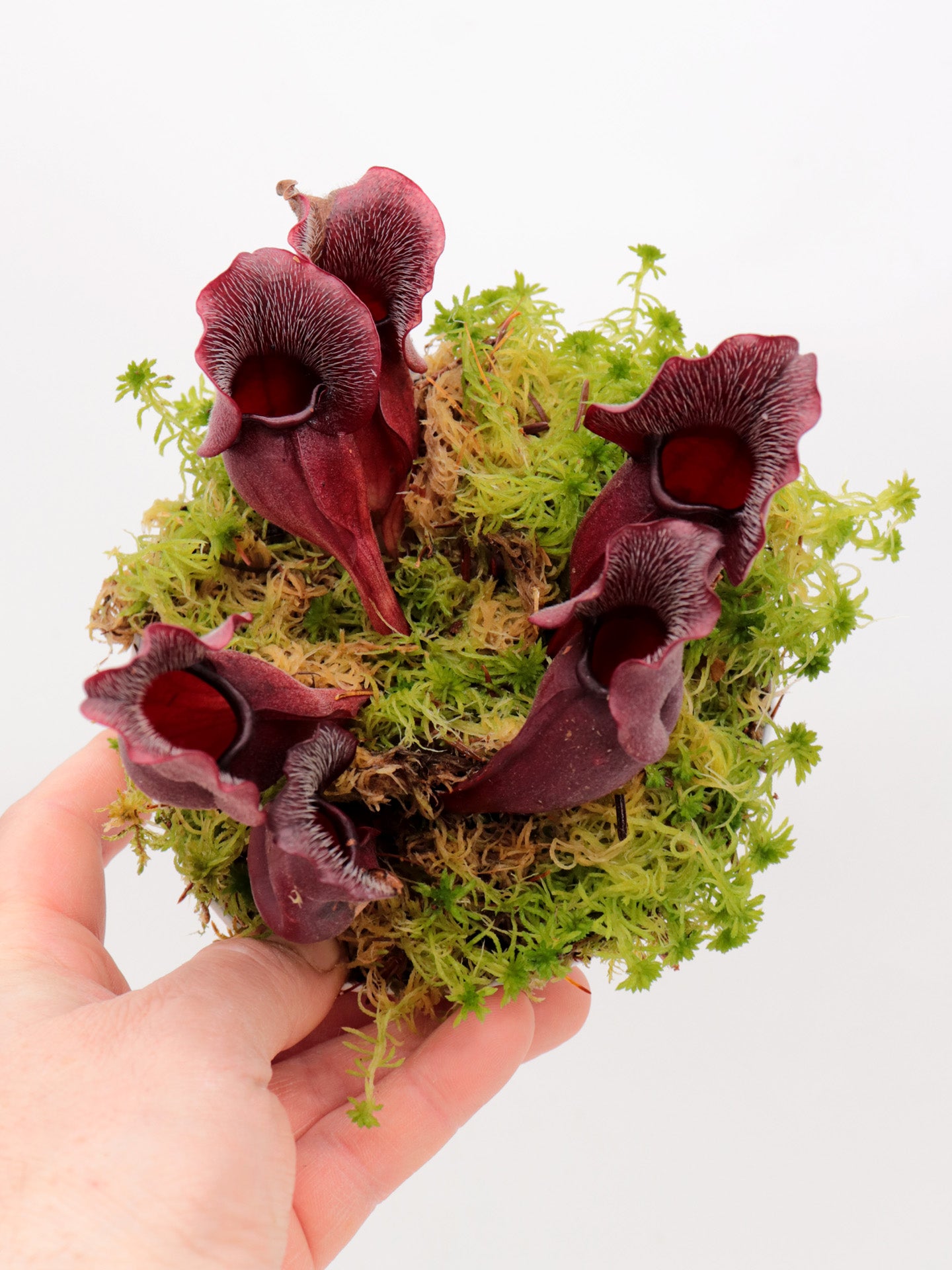 PV9 GC Sarracenia purpurea ssp. venosa "Buddha Belly Seedgrow GC SELECTION"