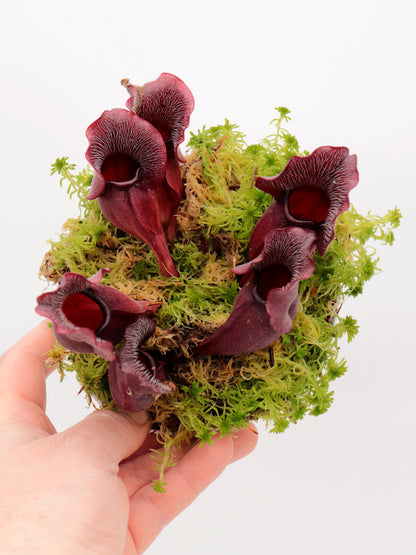 PV9 GC Sarracenia purpurea ssp. venosa "Buddha Belly Seedgrow GC SELECTION"