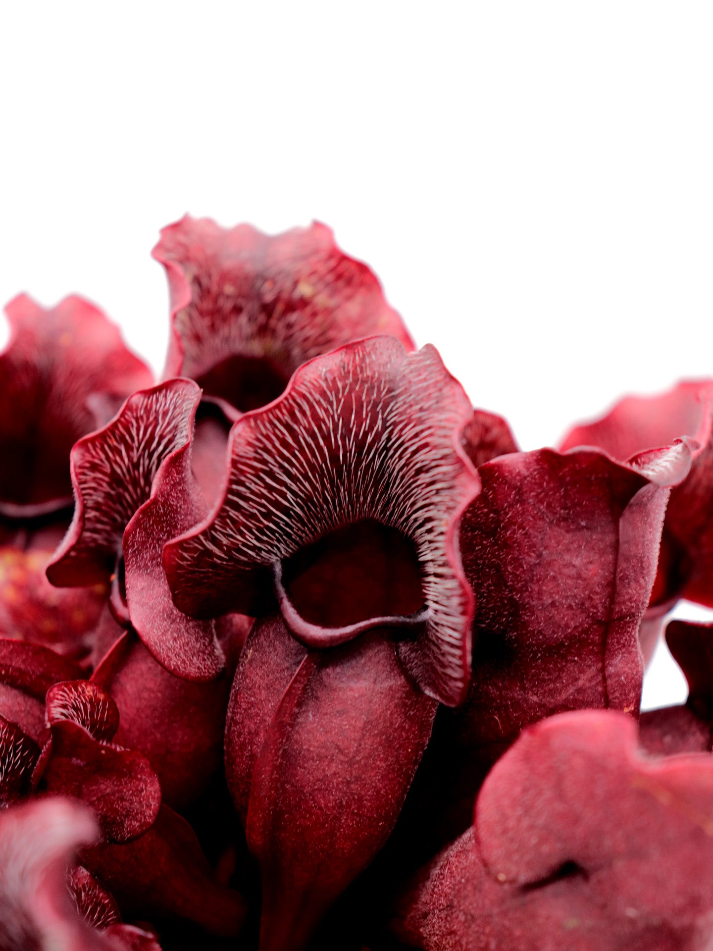 PV9 GC Sarracenia purpurea ssp. venosa "Buddha Belly Seedgrow GC SELECTION"