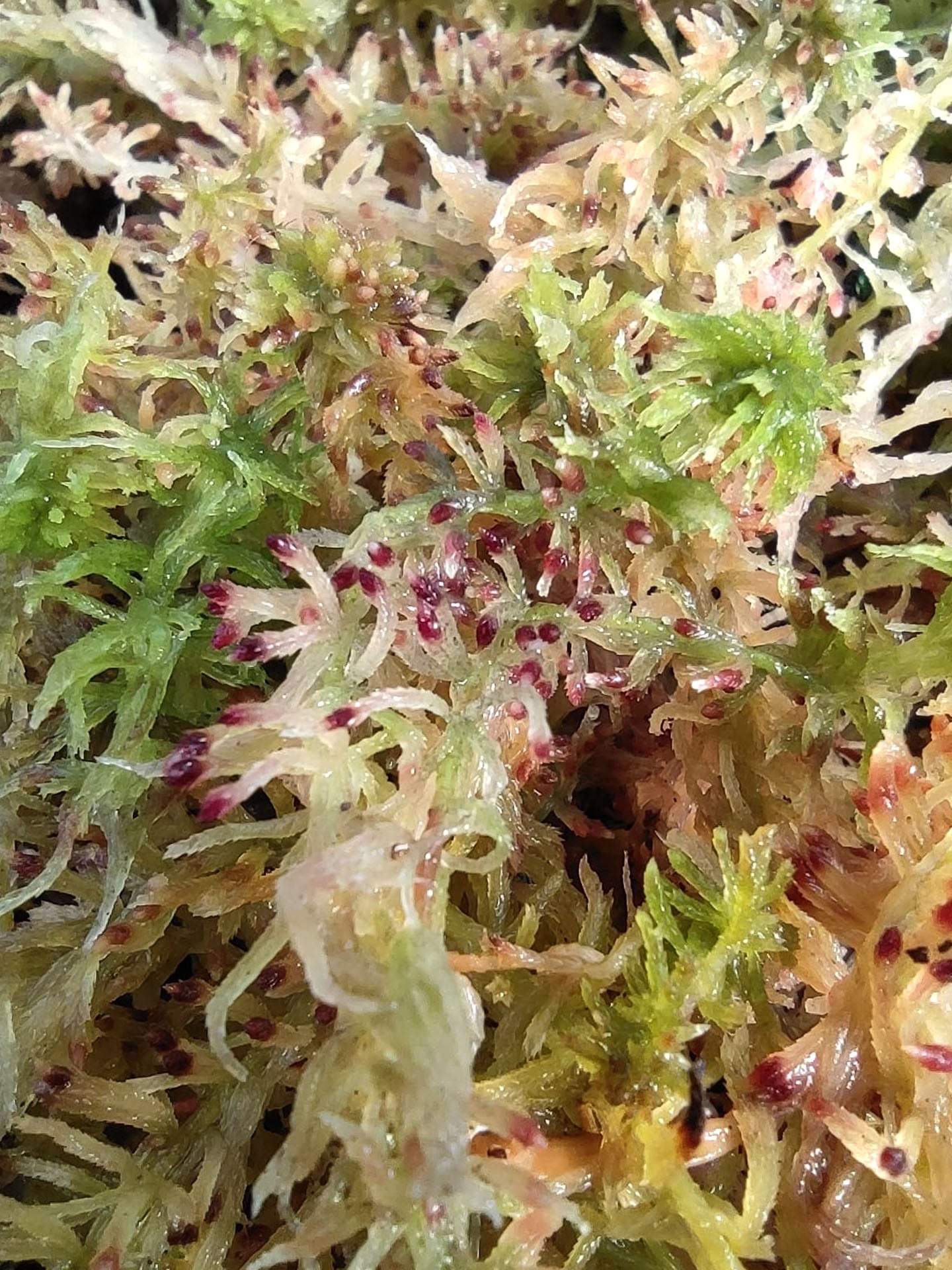 Sfagno vivo : Sphagnum quinquefarium