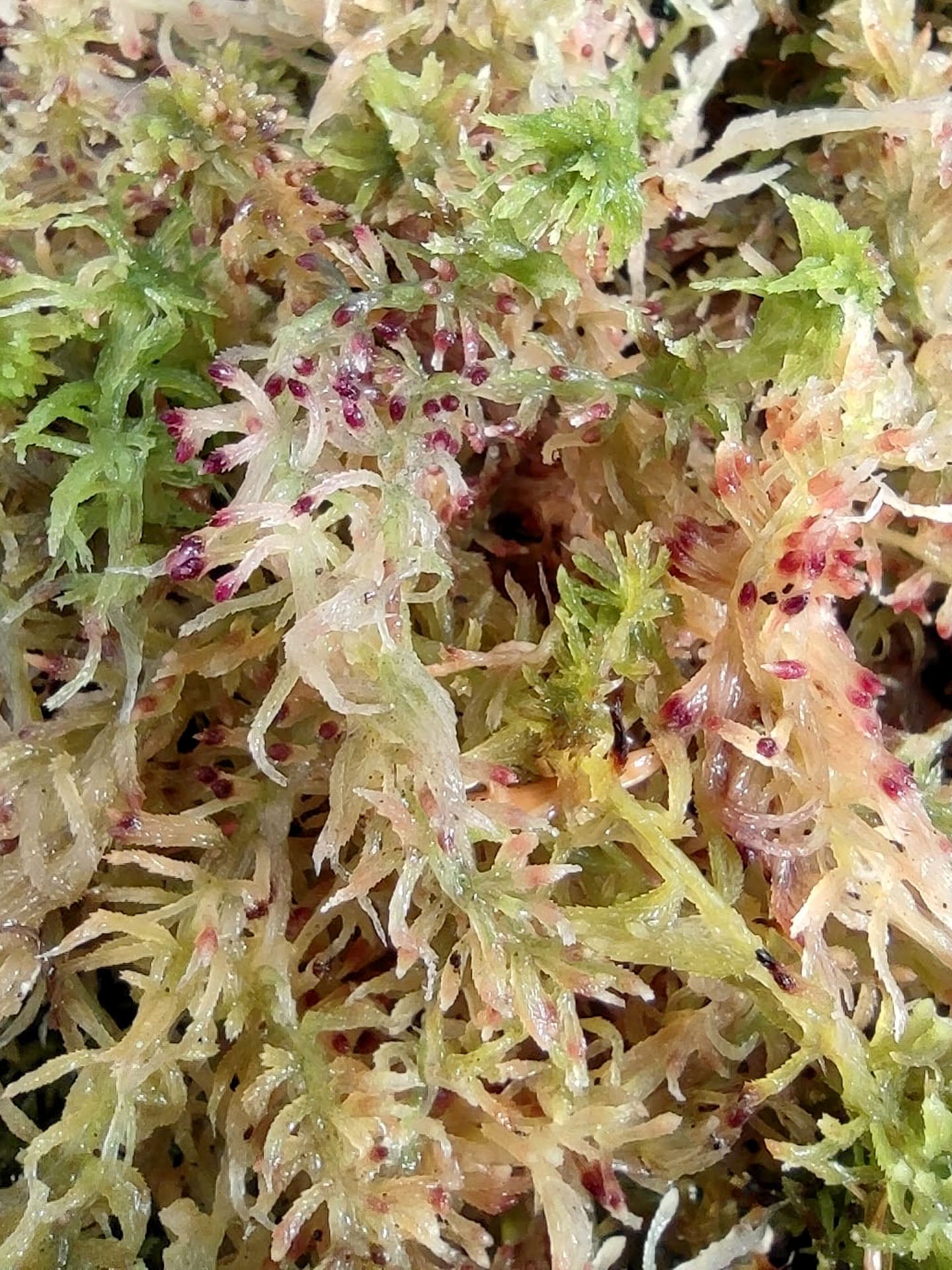 Sfagno vivo : Sphagnum quinquefarium