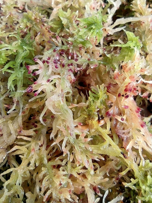 Sfagno vivo : Sphagnum quinquefarium