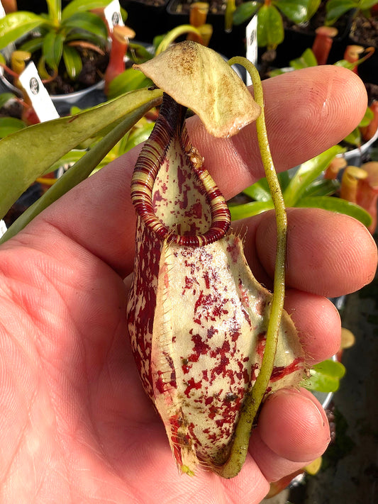 Nepenthes rafflesiana Bako, Sarawak, Malaysia