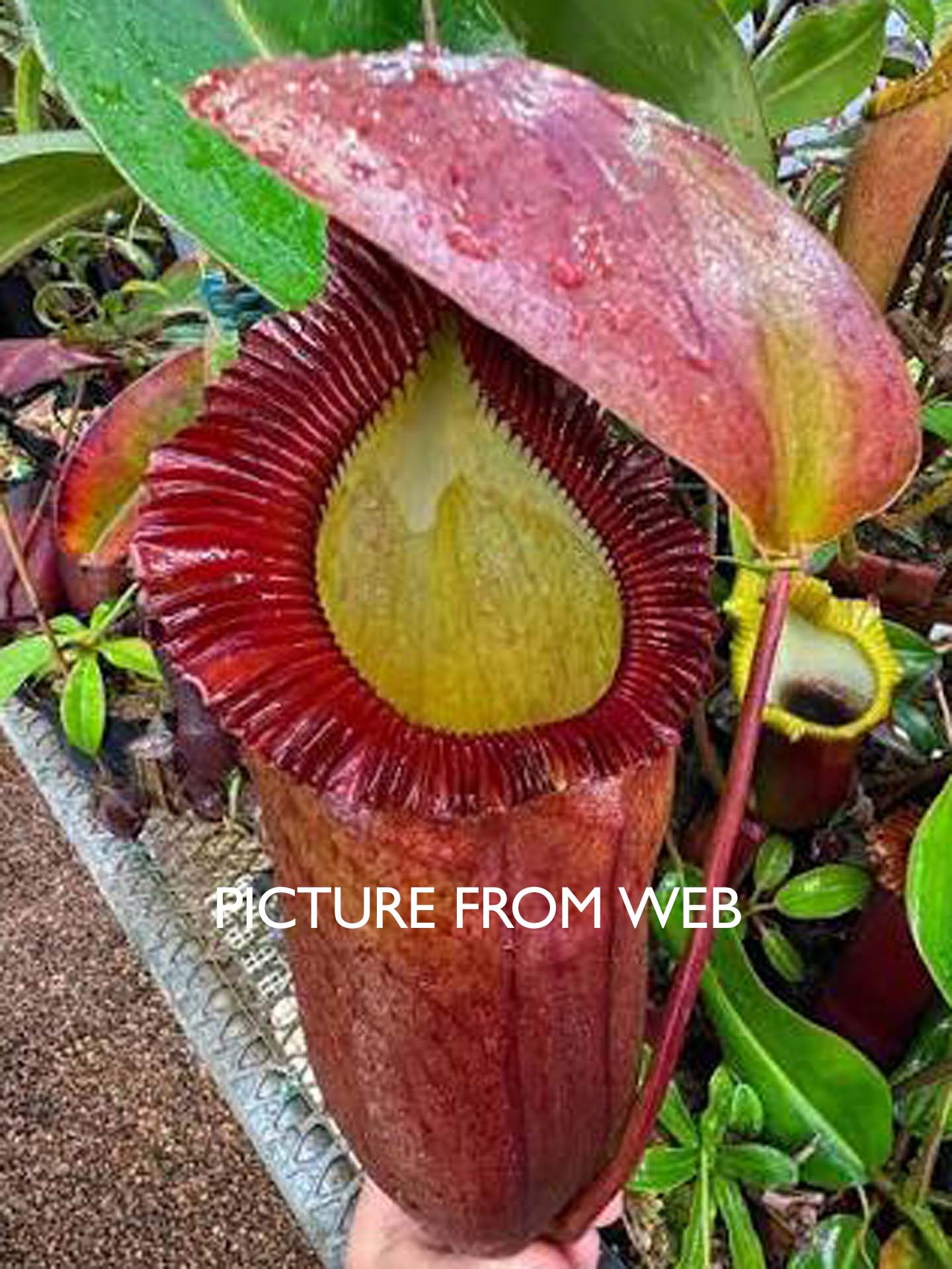AUKTION 5 : Nepenthes rajah x edwardsiana  BE-4676 Small-Medium Size