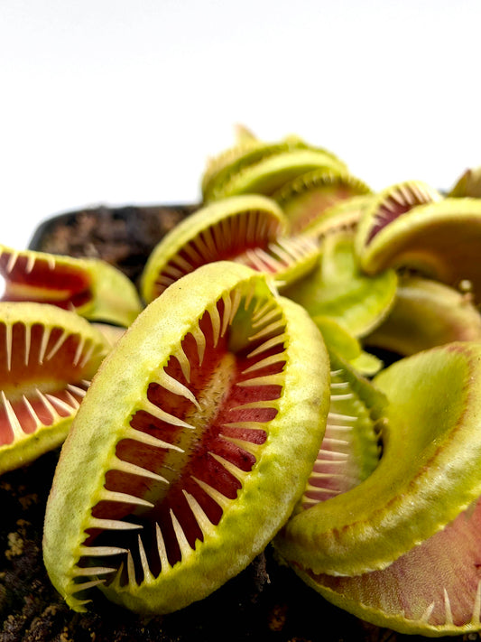 Dionaea muscipula  Ramesse I