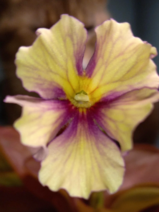 Pinguicula 'Razzberry Blonde'