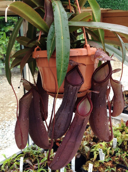 Nepenthes "Rebecca soper"