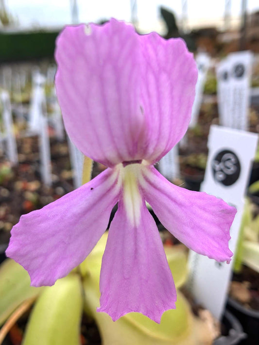 Pinguicula rectifolia