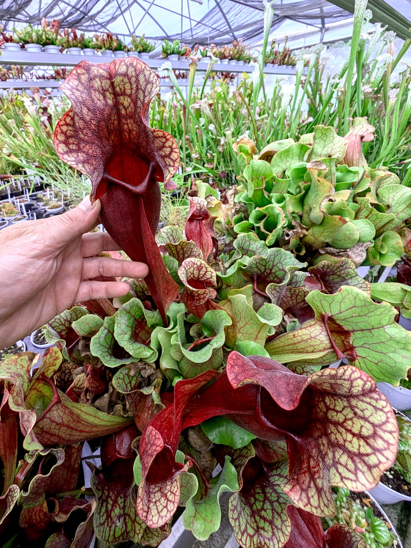 PV8 GC Sarracenia purpurea ssp. venous "Red Bubble"