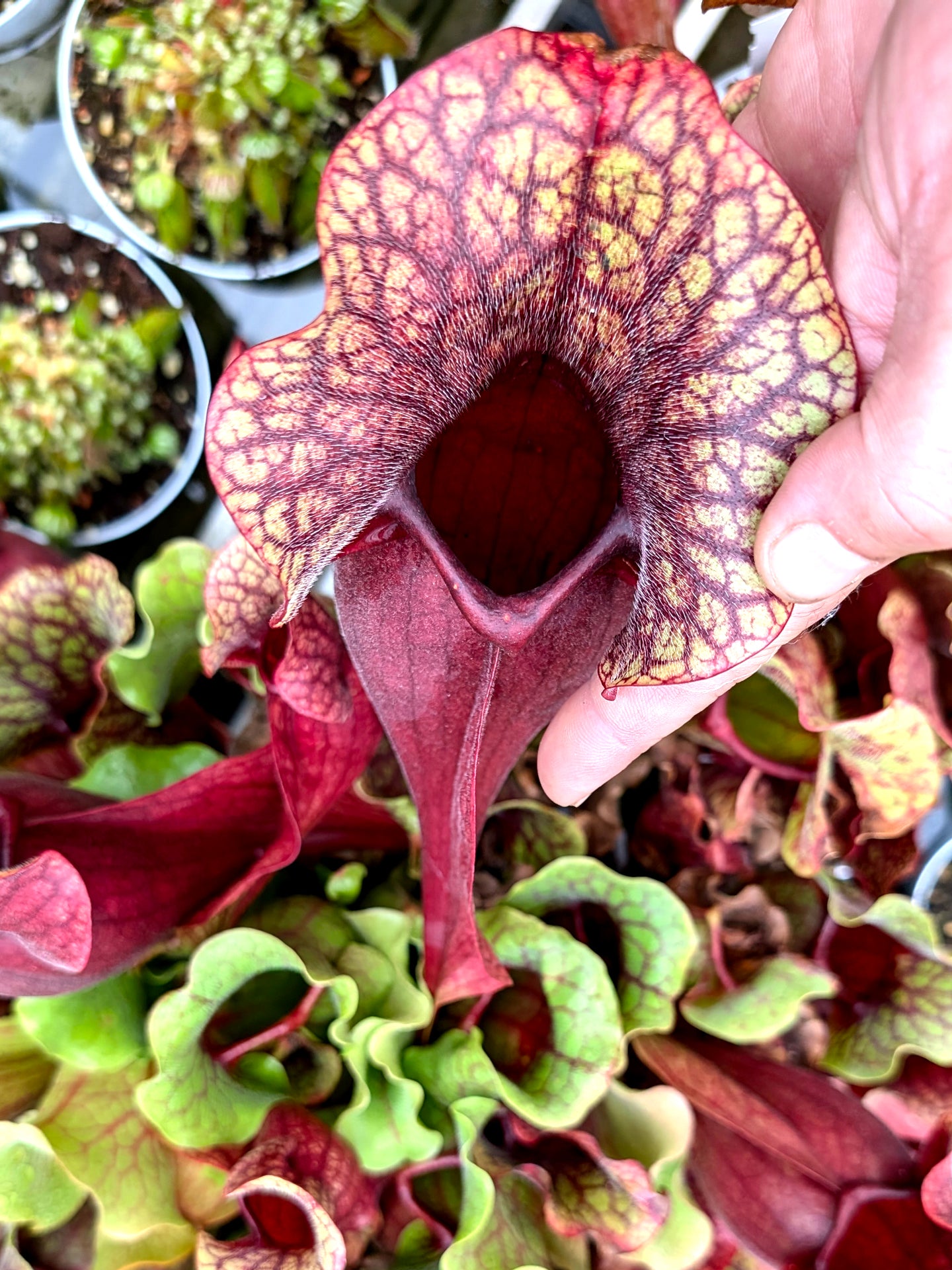 PV8 GC Sarracenia purpurea ssp. venous "Red Bubble"