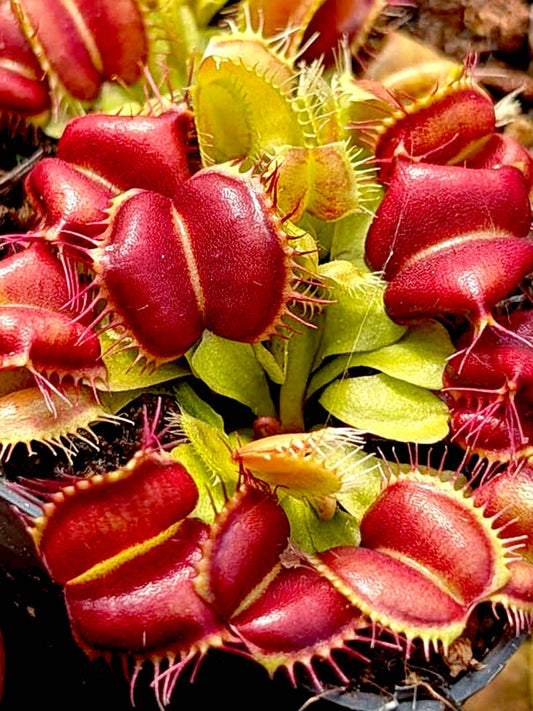 Dionaea muscipula Red Moon Trap
