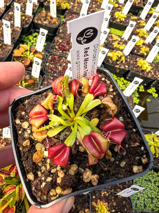 Dionaea muscipula Red Moon Trap