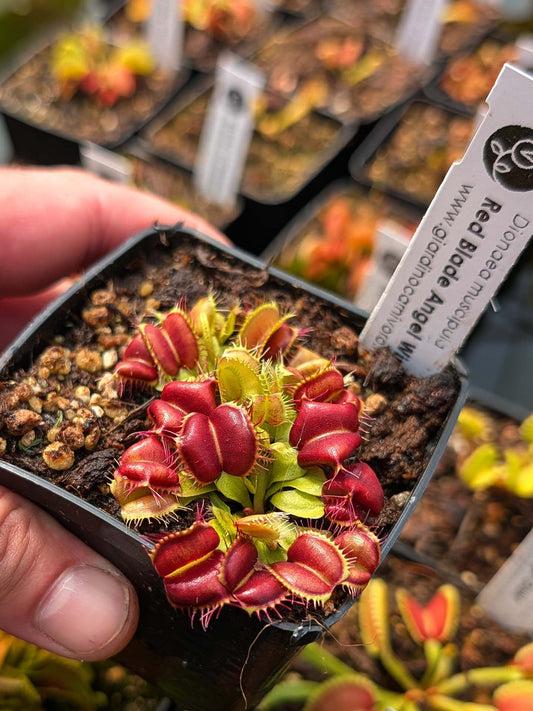 Dionaea muscipula Red Blade Angel Wings