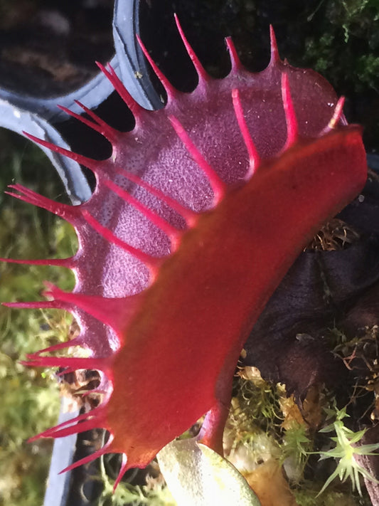 Dionaea muscipula „Ganz rot verwachsen“