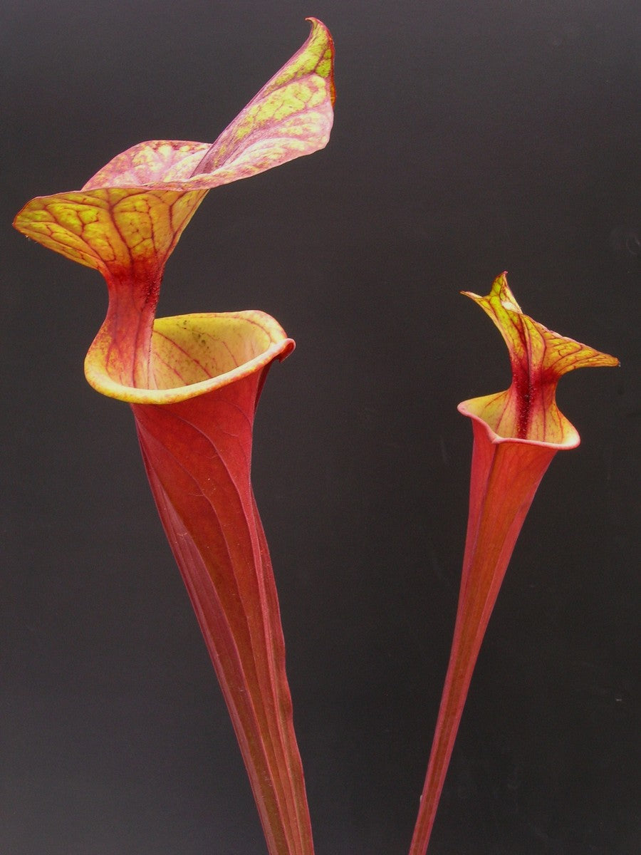 Sarracenia flava var. rubricorpora  "Red tube" Apalachicola FL Dennis Balsdon