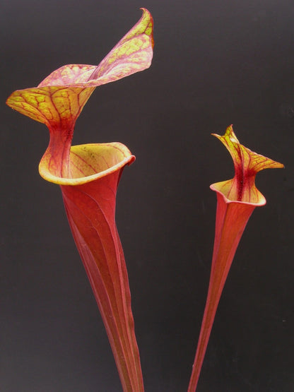 Sarracenia flava var. rubricorpora  "Red tube" Apalachicola FL Dennis Balsdon