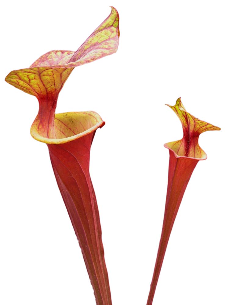 Sarracenia flava var. rubricorpora  "Red tube" Apalachicola FL Dennis Balsdon