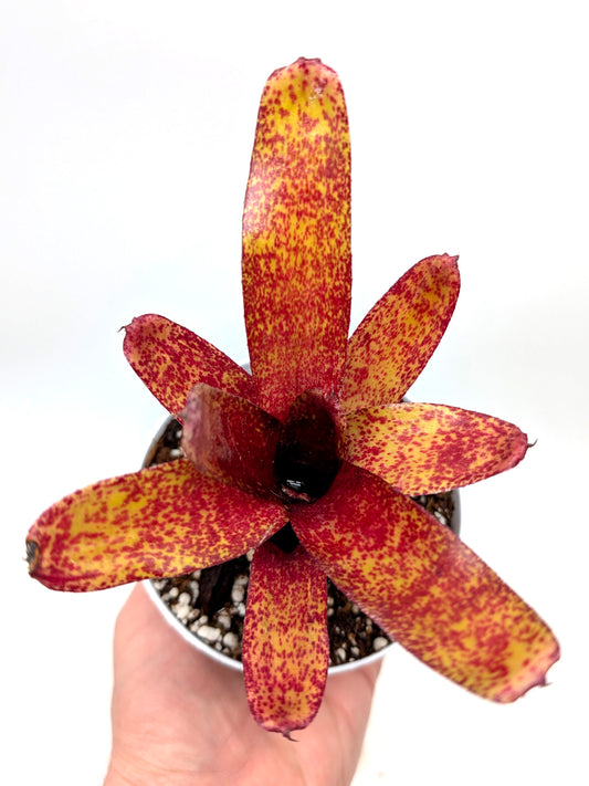 Neoregelia Red Waif