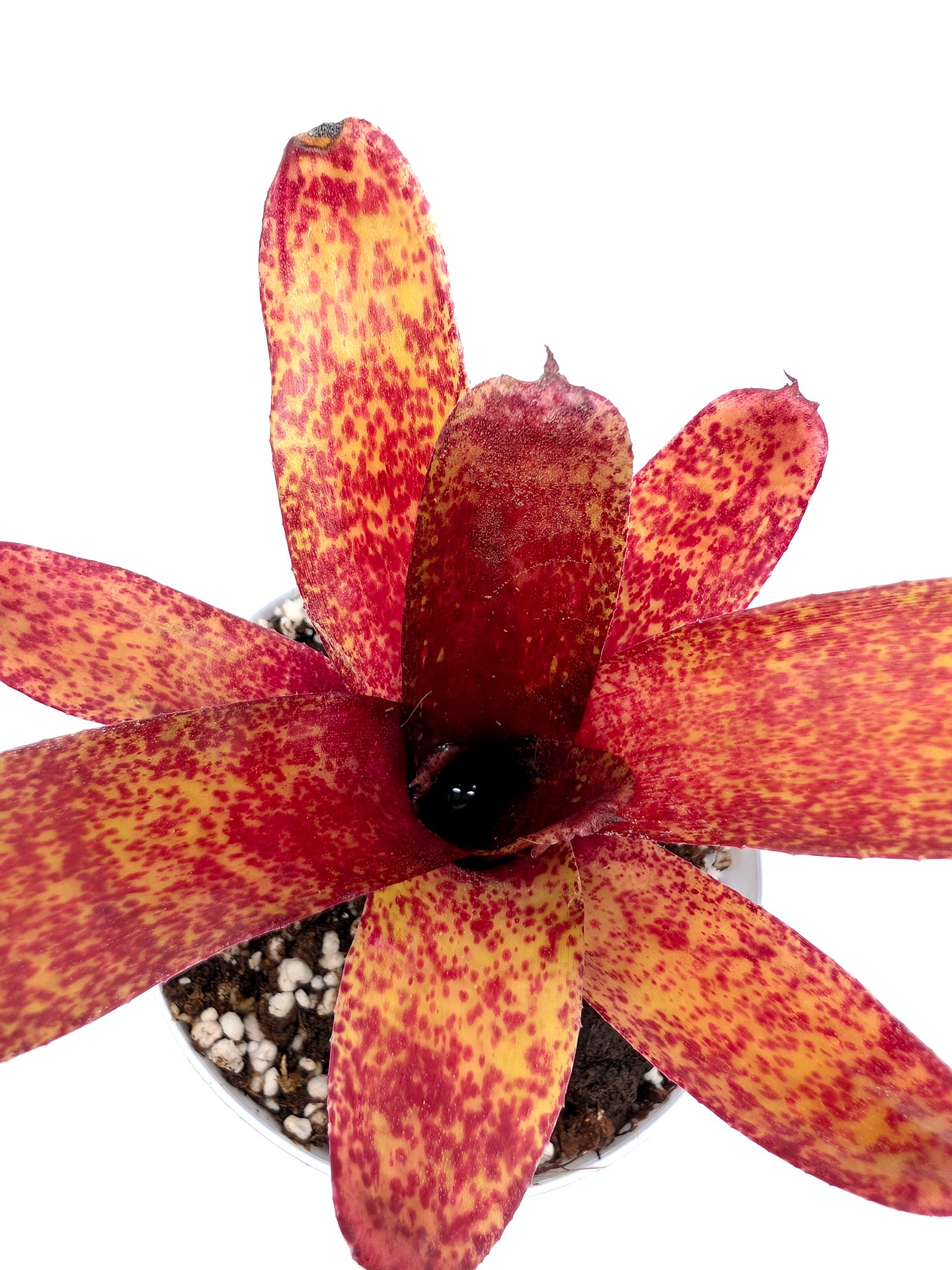 Neoregelia Red Waif