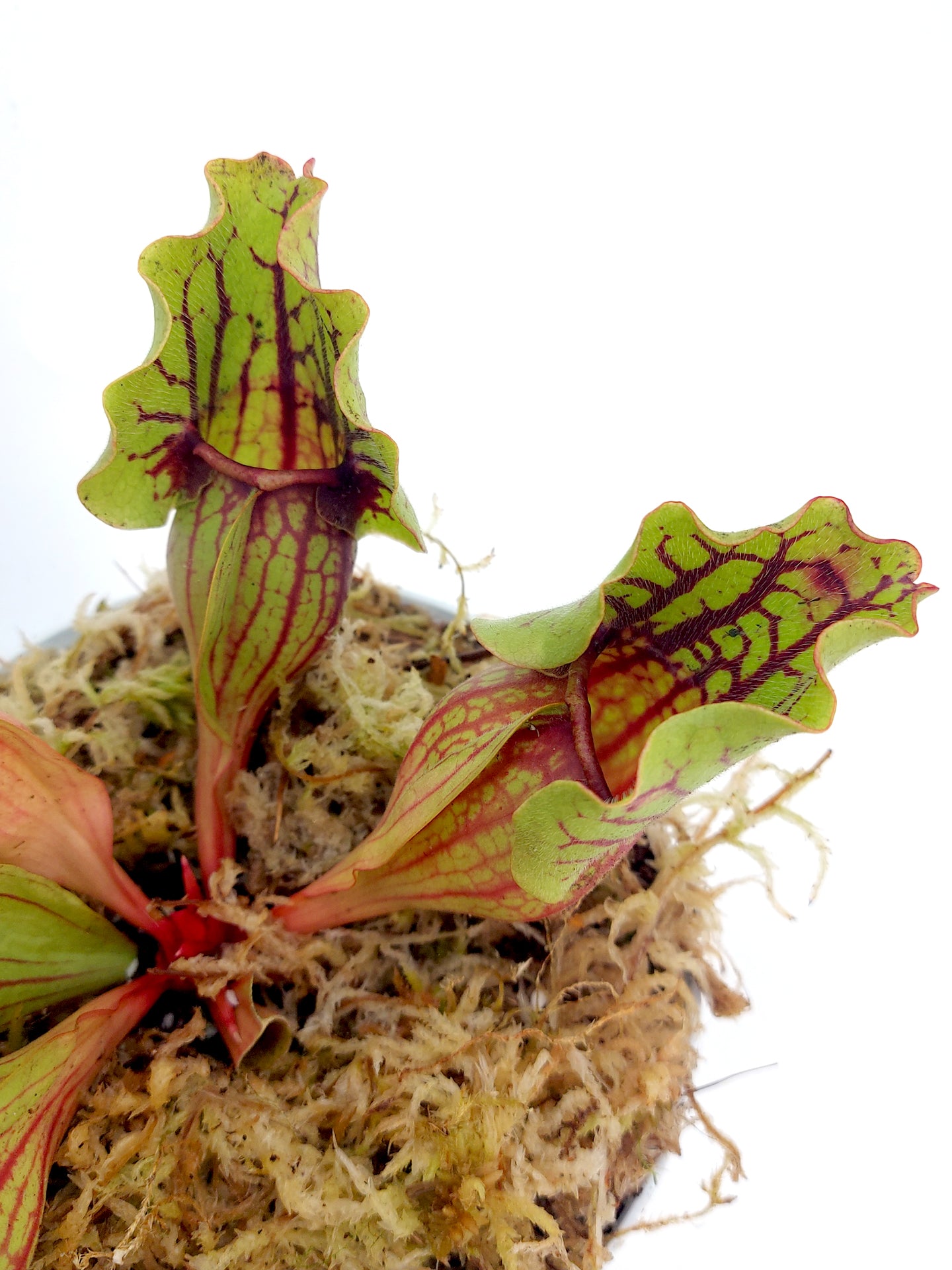 Sarracenia purpurea ssp. venosa Reedy Creek x montana Tom's Swamp