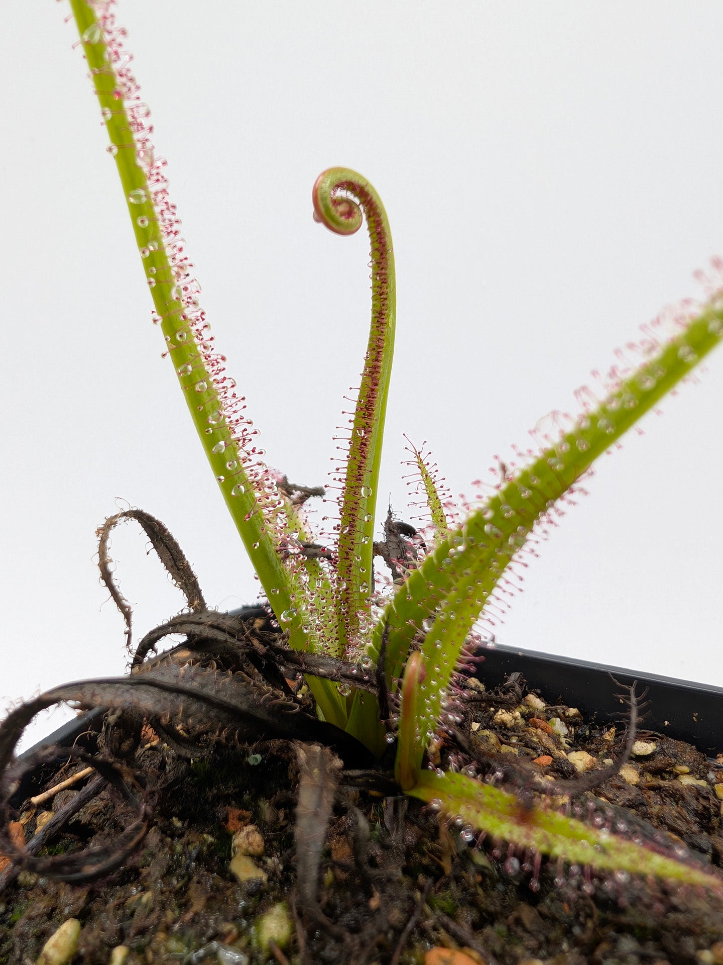 Drosera regia "Wilhelma Clone"