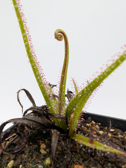 Drosera regia "Wilhelma Clone"