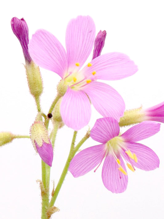 Drosera regia "Bright Pink Flower"  T. Carow