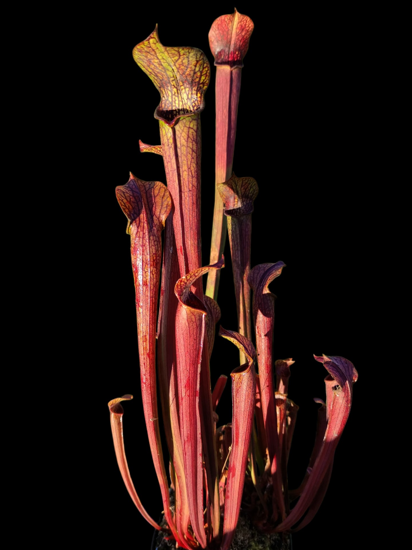 Sarracenia rubra subsp. gulfensis RG5 MK Large form ,Yellow river FL