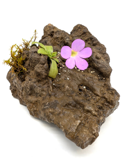 Jang-Kalkfelsen