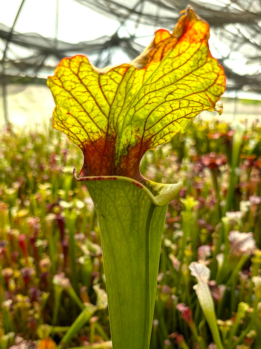 Sarracenia "Rocco"