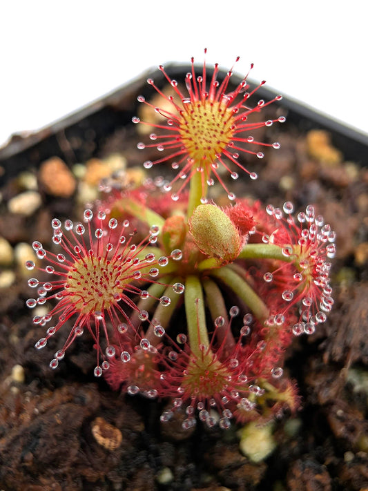Drosera roraimae  Murosipan Tepui