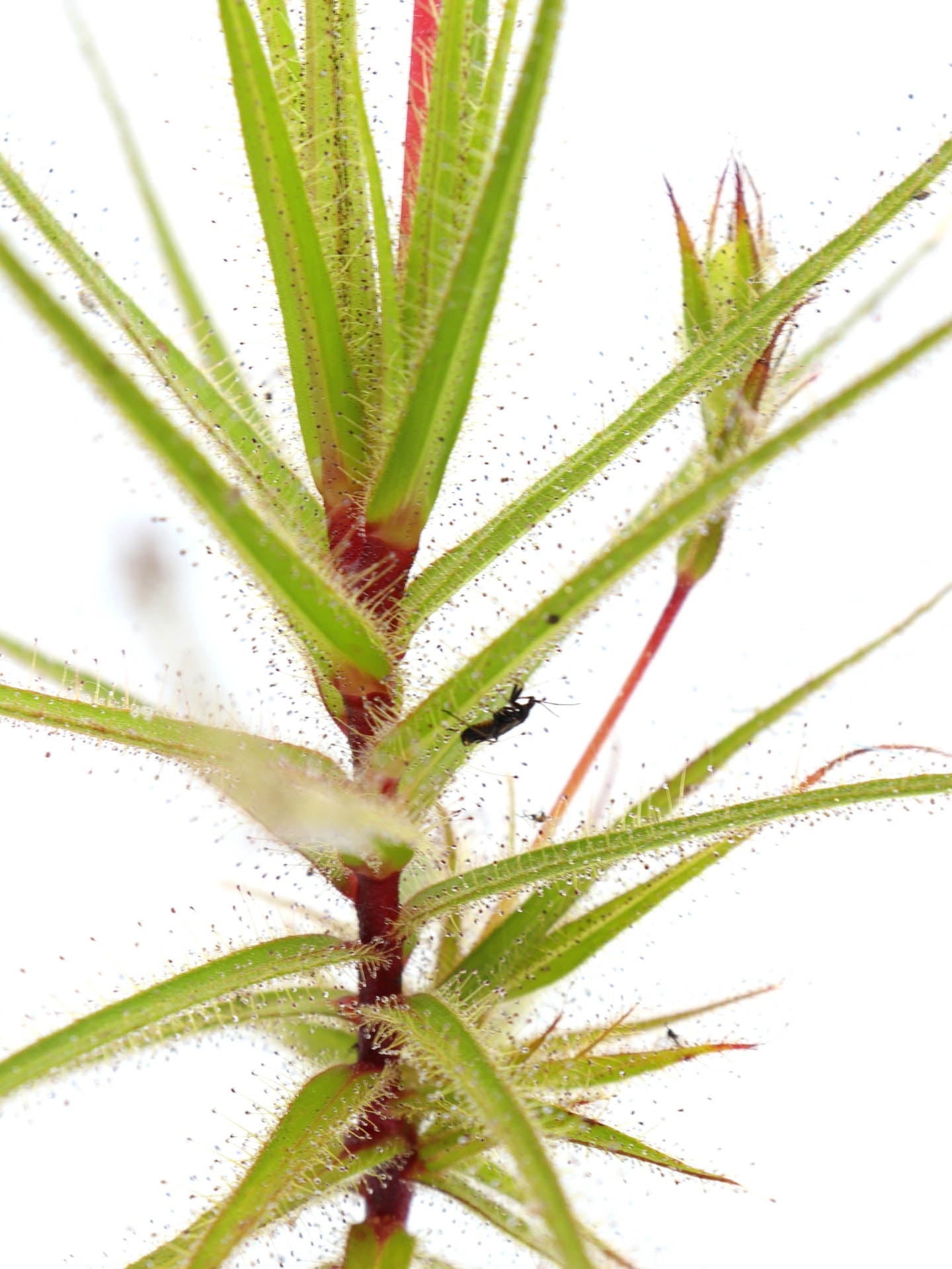 Roridula gorgonias "Wilhelma Clone" 12-15 cm mit Pameridea-Eiern