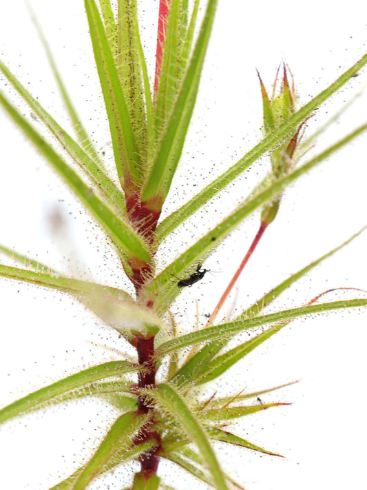 Roridula gorgonias "Wilhelma Clone" 12-15 cm mit Pameridea-Eiern
