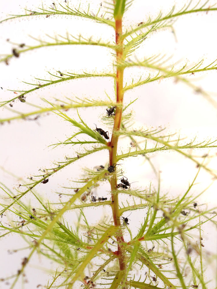 FRISCHE SAMEN von RORIDULA DENTATA 5 SAMEN