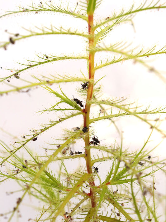 FRISCHE SAMEN von RORIDULA DENTATA 5 SAMEN