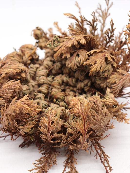 Selaginella lepidophylla Falsche Rose von Jerico, große Größe
