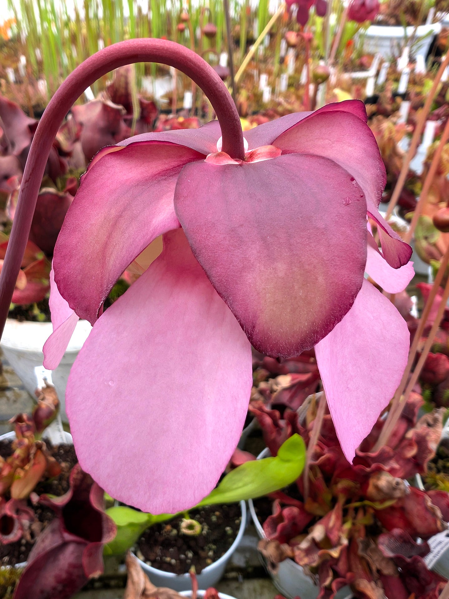 Sarracenia rosea "Chipola Giant"