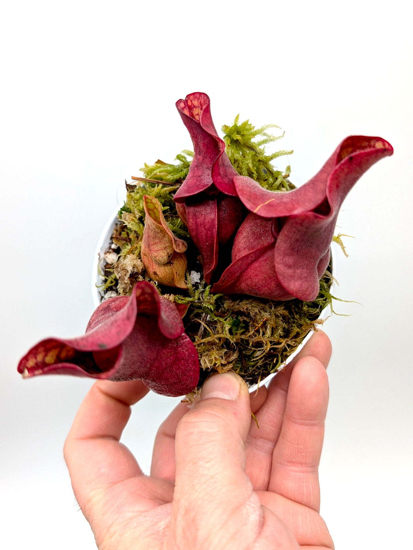 Sarracenia rosea 'Giant' Liberty Co. SL21
