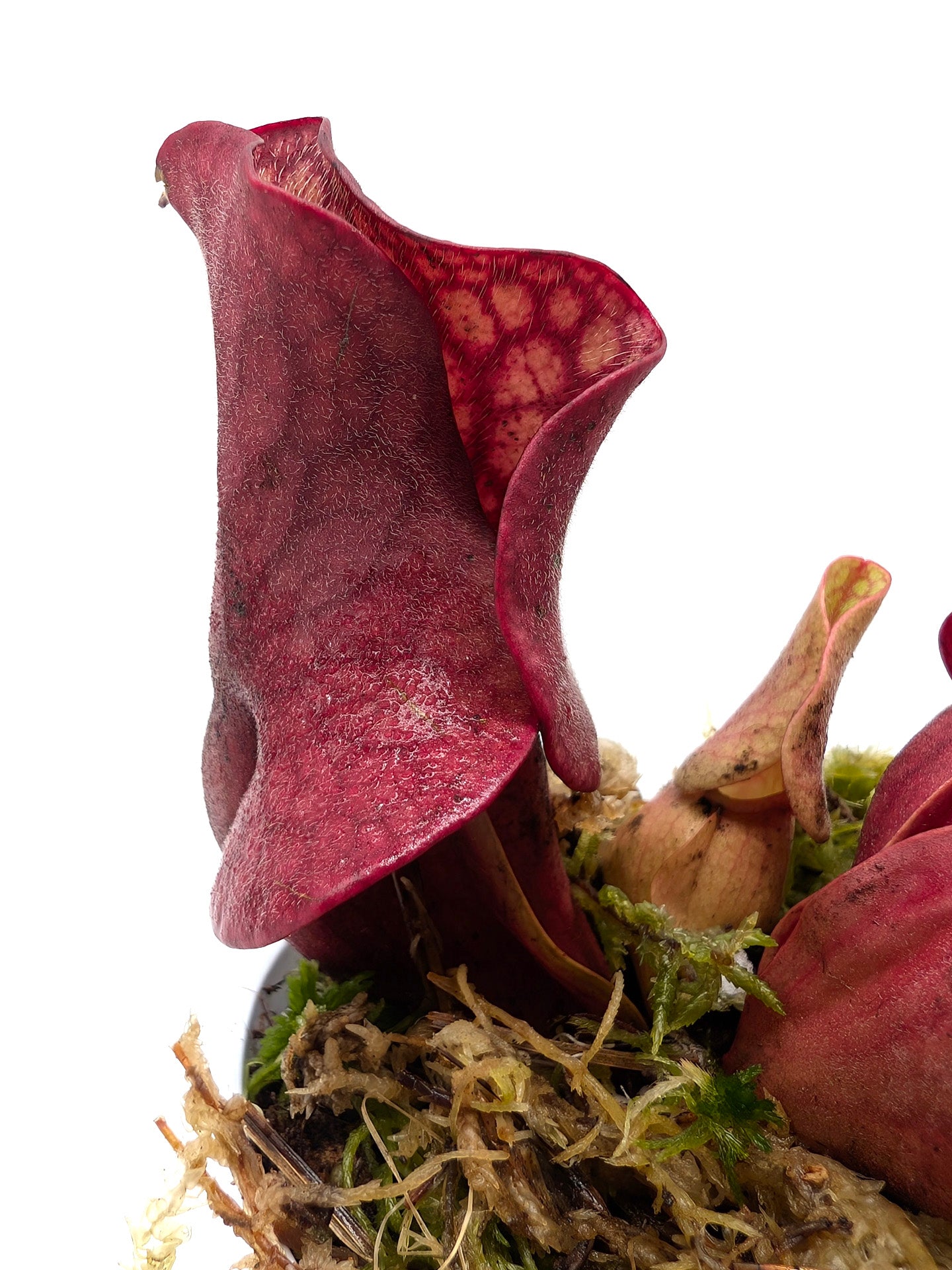 Sarracenia rosea 'Giant' Liberty Co. SL21