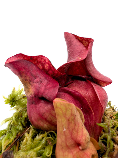 Sarracenia rosea 'Giant' Liberty Co. SL21