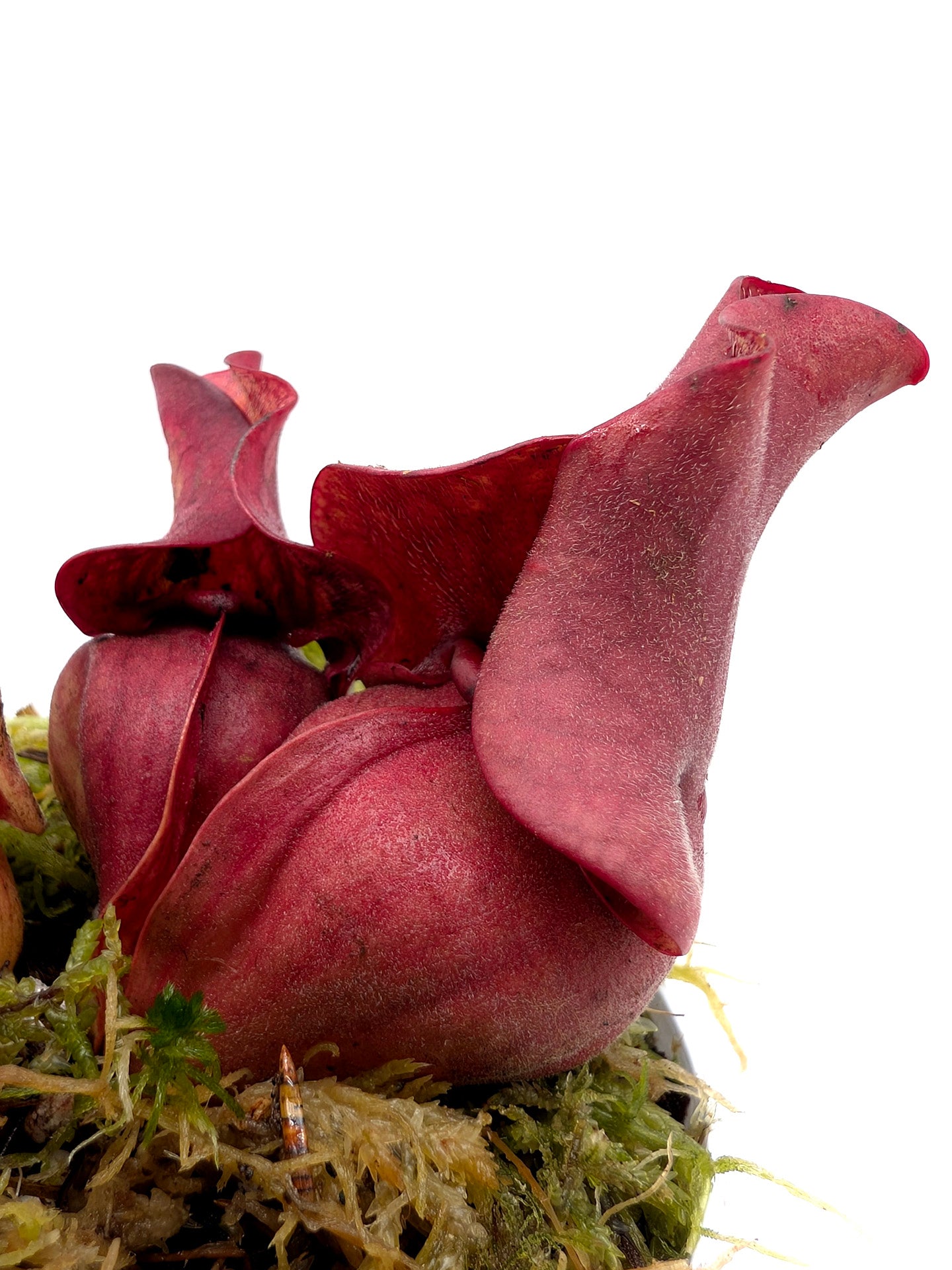 Sarracenia rosea 'Giant' Liberty Co. SL21