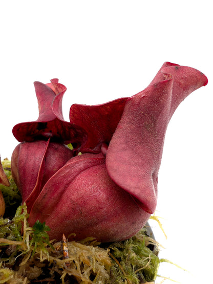 Sarracenia rosea 'Giant' Liberty Co. SL21